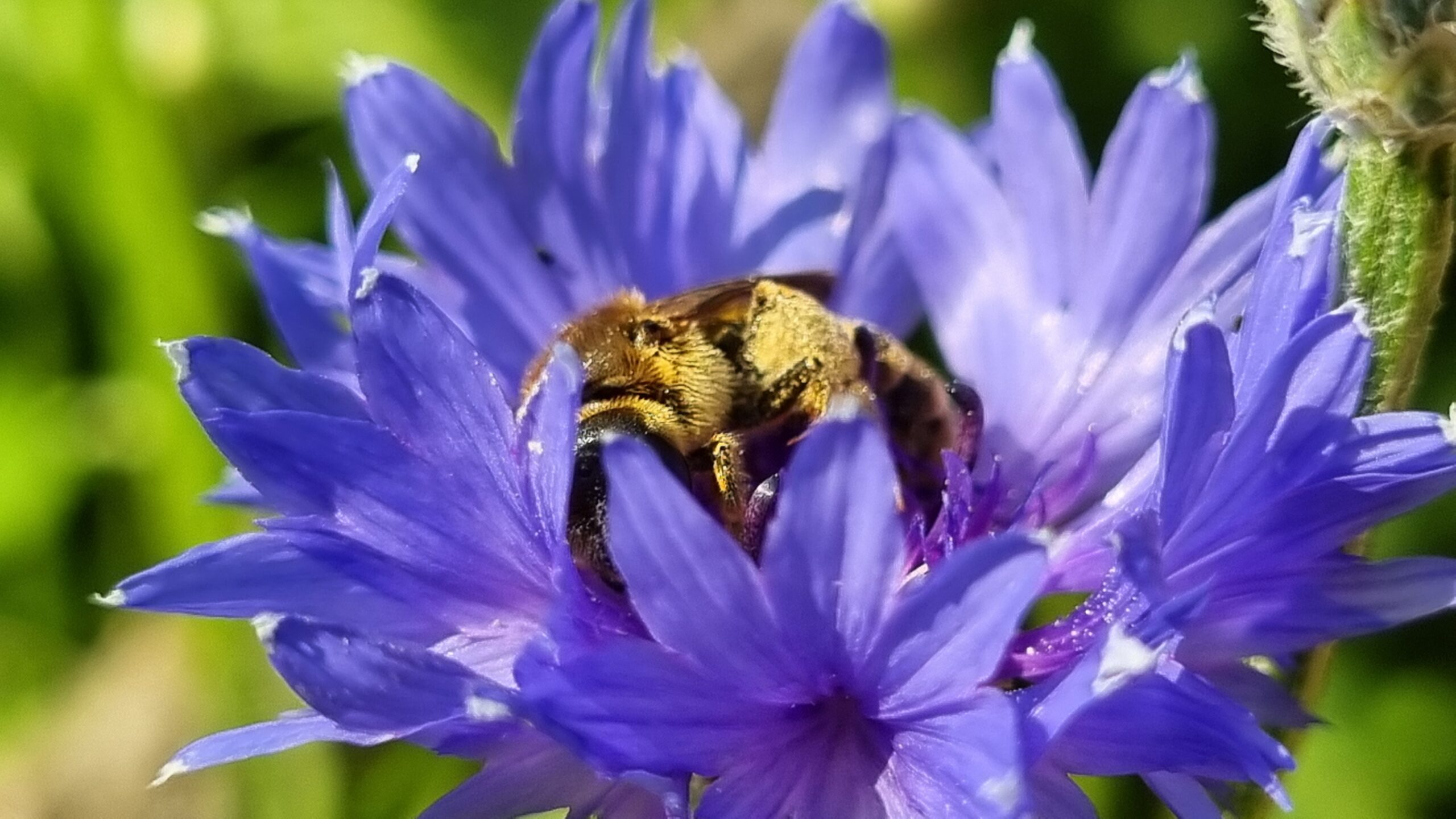 Des fleurs et des bestioles