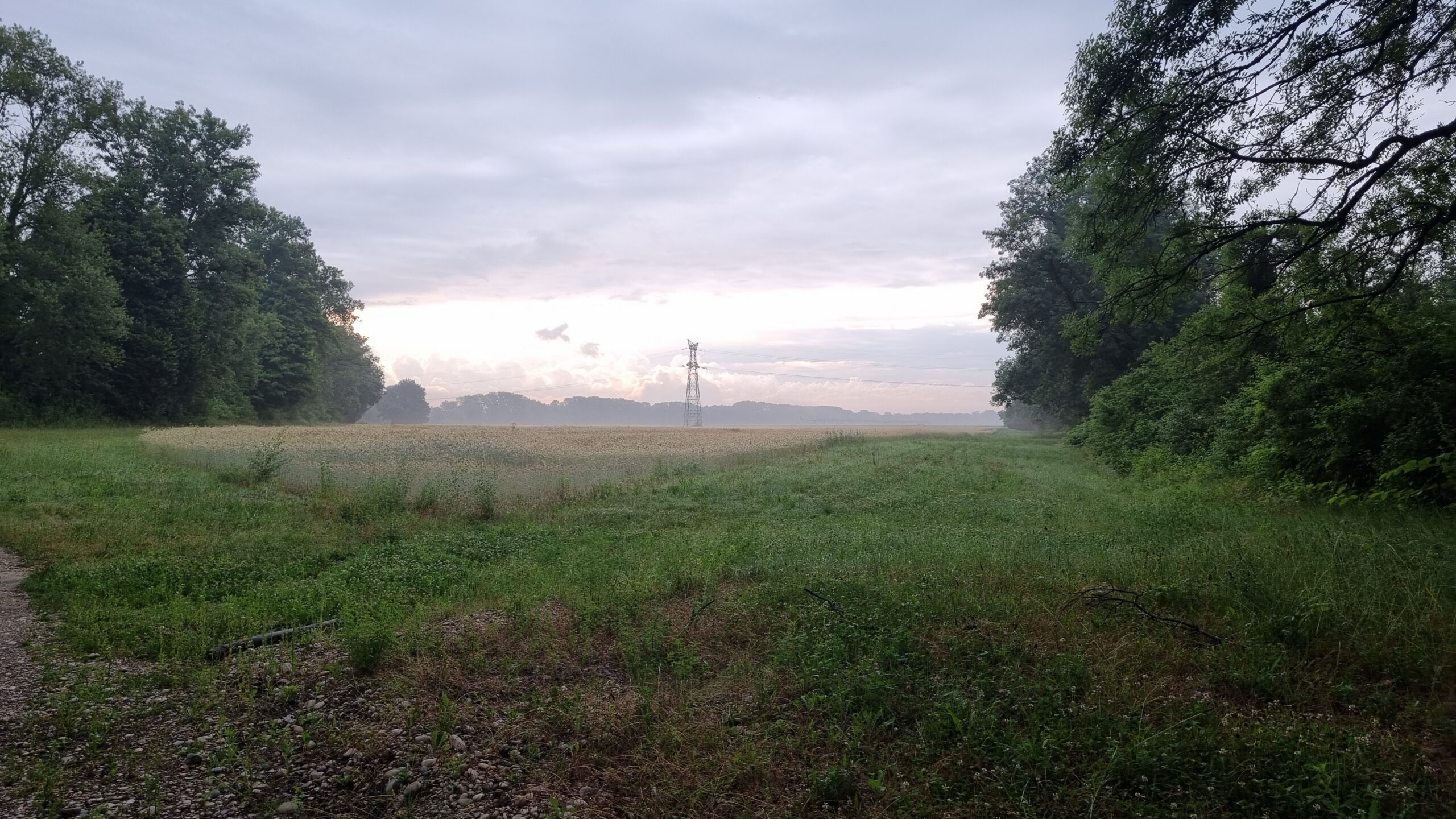 Cross autour des pièges à boue dans les bois