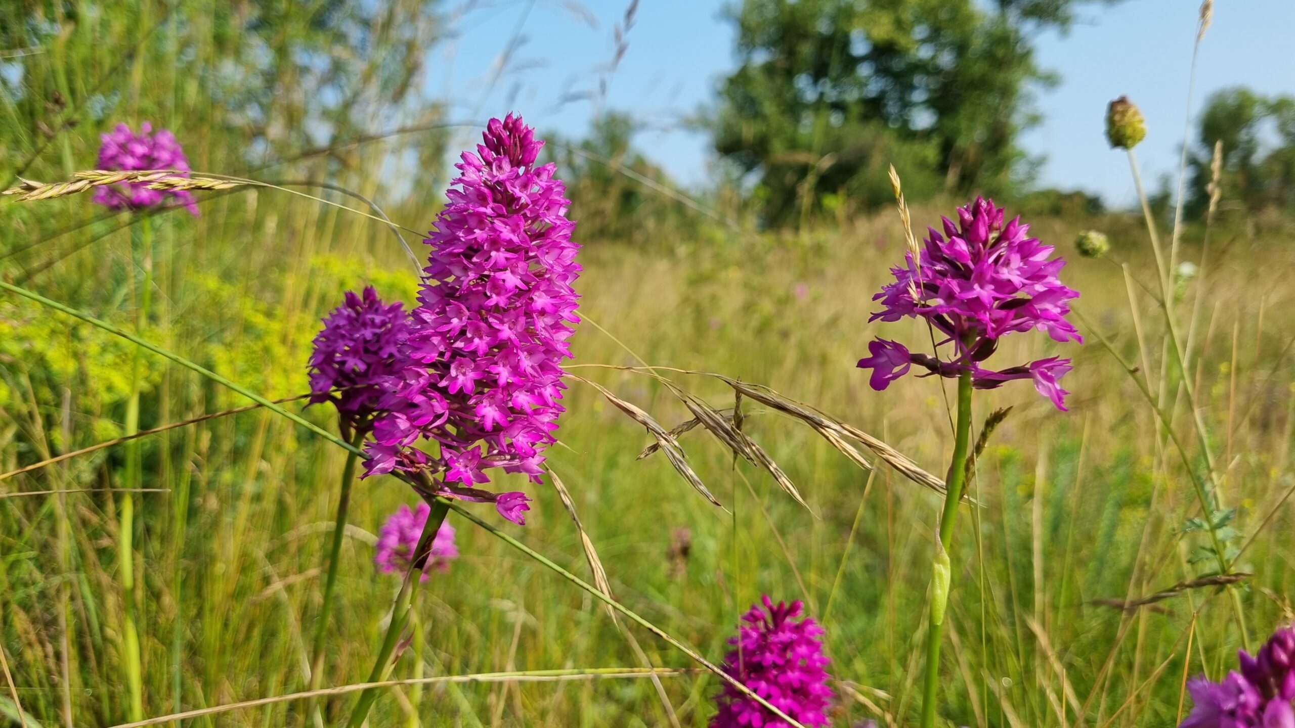Les orchidées sauvages du Grand Parc et quelques bestioles